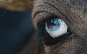 電通グループ、AI活用で顧客対応を高度化　「AIコンタクトセンター」提供開始