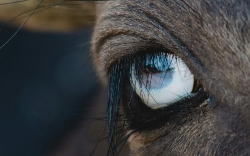 電通グループ、AI活用で顧客対応を高度化　「AIコンタクトセンター」提供開始