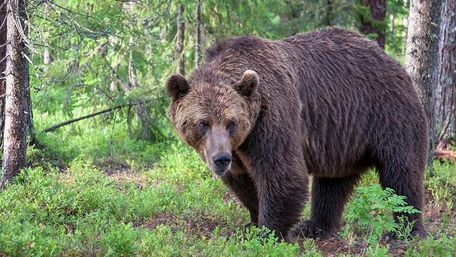 富山市、AIと防災無線を連携　クマ検知で自動放送の実証実験開始