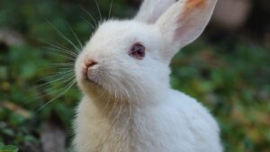 動物園の学びが対話型に　博報堂、けものフレンズAI解説を池田動物園で開始