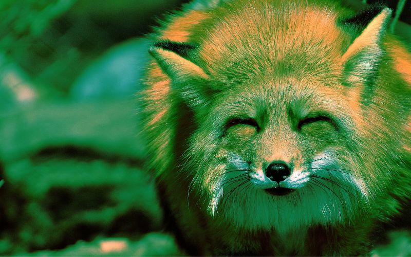 メタマスク、グーグルやアップルでのソーシャルログイン導入　利便性向上へ