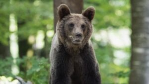 クマをAIで自動検出　北陸電力が社内ベンチャー「北電VISION」を設立へ