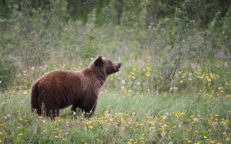 クマ対策にドローン導入　石巻市で民間主導の対策始動