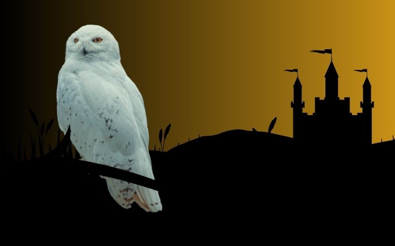 Epic Games、ホリデーセールで『ホグワーツ・レガシー』無料配布開始