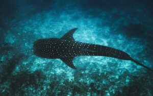 モルディブ、象徴的なジンベエザメの保護に向けたTech4Natureプロジェクトを開始